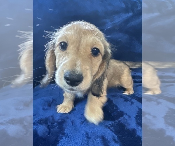 Medium Photo #6 Dachshund Puppy For Sale in MEMPHIS, TN, USA