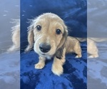 Small #5 Dachshund