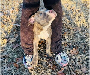 American Pit Bull Terrier Dogs for adoption in Claremore, OK, USA