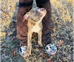Small American Pit Bull Terrier