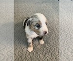 Small Photo #18 Miniature Australian Shepherd Puppy For Sale in ARDMORE, OK, USA
