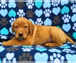Small Photo #1 Labrador Retriever Puppy For Sale in QUARRYVILLE, PA, USA
