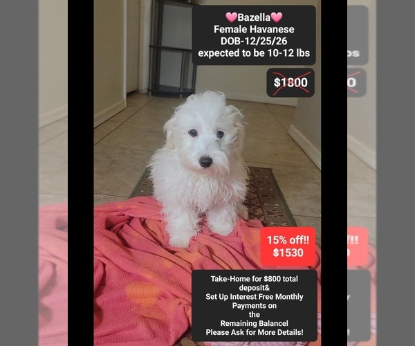 Medium Photo #1 Havanese Puppy For Sale in TUCSON, AZ, USA
