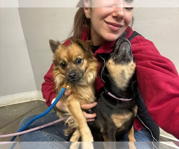 Medium Photo #6 Chihuahua-Unknown Mix Puppy For Sale in Rockaway, NJ, USA