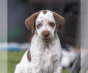 Dalmatian-Labrador Retriever Mix Dogs for adoption in San Diego, CA, USA