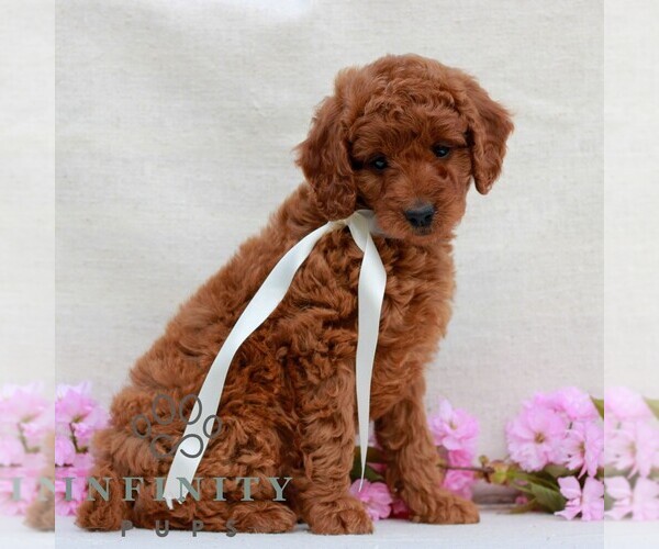 Medium Photo #4 Irish Doodle (Miniature) Puppy For Sale in NEWMANSTOWN, PA, USA