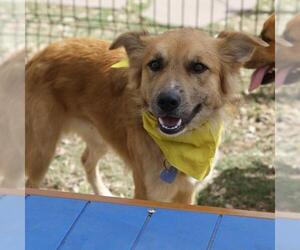 Mutt Dogs for adoption in San Antonio, TX, USA