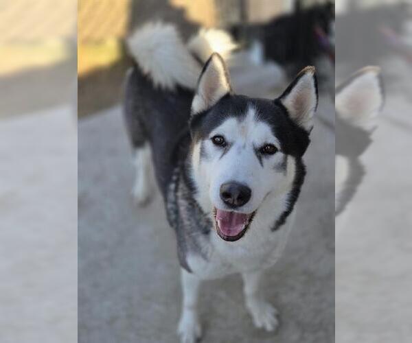 Medium Photo #1 Siberian Husky Puppy For Sale in Temple, TX, USA