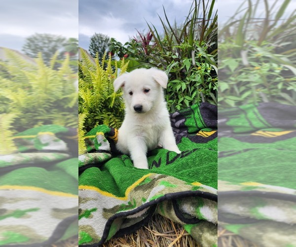 Medium Photo #3 German Shepherd Dog Puppy For Sale in GREENWOOD, WI, USA