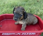 Small Dachshund