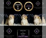 Small #5 Maltipoo