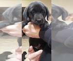 Small #27 Labrador Retriever