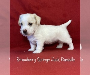 Jack Russell Terrier Puppy for Sale in WESTVILLE, Oklahoma USA
