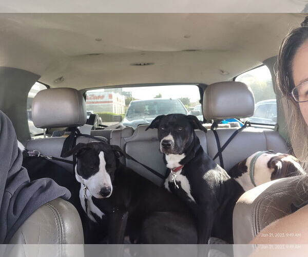 Medium Photo #3 Siberian Husky-Unknown Mix Puppy For Sale in Miami, FL, USA