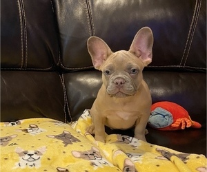 French Bulldog Puppy for sale in CHICAGO, IL, USA