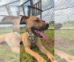Small #1 Black Mouth Cur