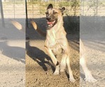 Small #2 Mutt