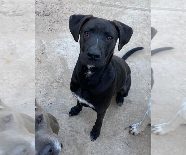 Medium Photo #2 Labrador Retriever-Unknown Mix Puppy For Sale in Brewster, NY, USA