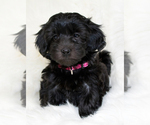 Small Photo #6 Havanese Puppy For Sale in ZION, IL, USA