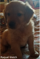 Golden Retriever Puppy for sale in WINONA, TX, USA