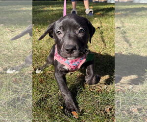 Labrador Retriever-Unknown Mix Dogs for adoption in Clarkston, MI, USA