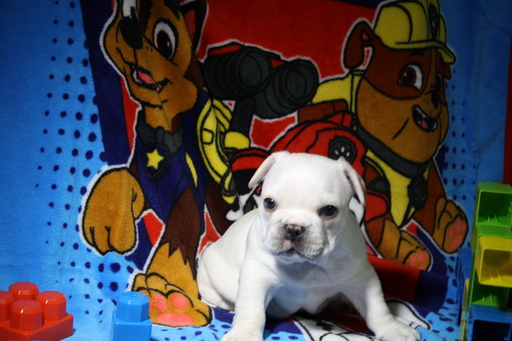 Medium Photo #1 French Bulldog Puppy For Sale in ALLEN, TX, USA