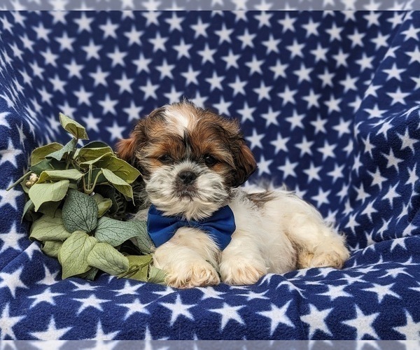 Medium Photo #5 Shih Tzu Puppy For Sale in OXFORD, PA, USA