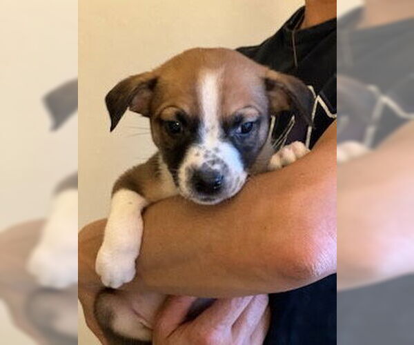 Medium Photo #14 Mutt Puppy For Sale in Dana Point, CA, USA