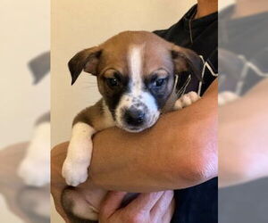 Bogart - Male Mutt Dog for Adoption - Photo #14