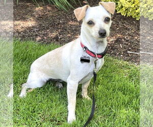Chihuahua-Unknown Mix Dogs for adoption in Milwaukie, OR, USA