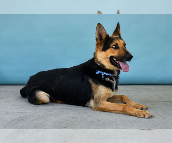 Medium Photo #2 German Shepherd Dog Puppy For Sale in Pasadena, CA, USA