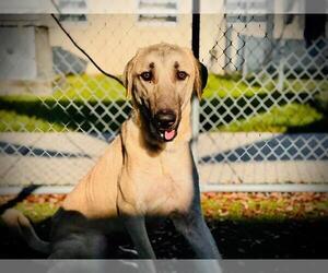 Anatolian Shepherd Dogs for adoption in Orlando, FL, USA