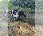 Small #5 Boston Terrier