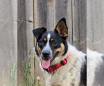 Small #1 Border Collie Mix