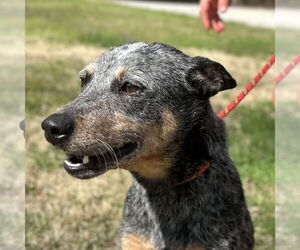 Mutt Dogs for adoption in Yardley, PA, USA