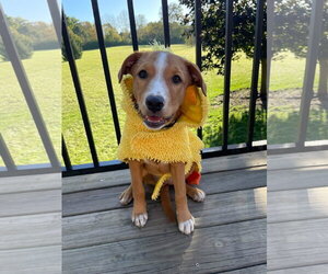 Cheese - Female Labrador Retriever-Unknown Mix Dog for Adoption - Photo #2