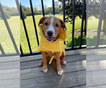 Small Photo #2 Labrador Retriever-Unknown Mix Puppy For Sale in Germantown, OH, USA