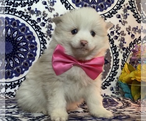 Pomsky Puppy for sale in LANCASTER, PA, USA
