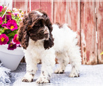 Small #9 Cocker Spaniel