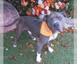 American Pit Bull Terrier-Unknown Mix Dogs for adoption in Oklahoma City, OK, USA