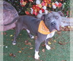 MERLIN - Male American Pit Bull Terrier-Unknown Mix Dog for Adoption - Small photo