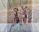Small #11 American Staffordshire Terrier-French Bulldog Mix