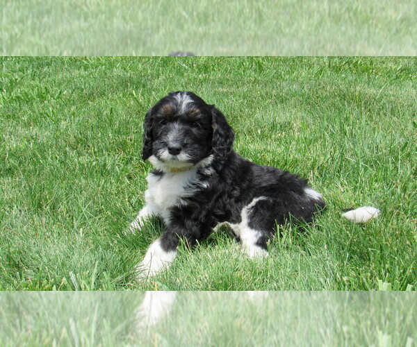 Medium Photo #1 Bernedoodle Puppy For Sale in BIG ROCK, IL, USA