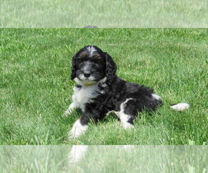 Bernedoodle Puppy for sale in BIG ROCK, IL, USA