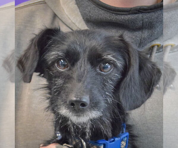 Medium Photo #5 Dachshund-Unknown Mix Puppy For Sale in Huntley, IL, USA