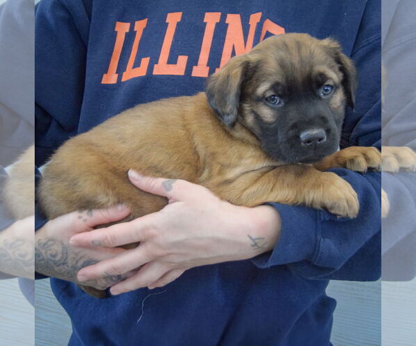 Medium Photo #2 Colonial Cocker Spaniel-German Shepherd Dog Mix Puppy For Sale in Huntley, IL, USA
