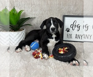 Boxador Puppy for sale in FRANKLIN, IN, USA