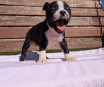 Small #7 Boston Terrier