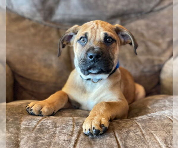 Medium Photo #1 Mastiff-Unknown Mix Puppy For Sale in Duluth, MN, USA