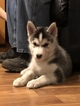 Small Photo #19 Siberian Husky Puppy For Sale in MOORE, SC, USA